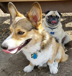 Porter the Pug Grand Rapids Michigan